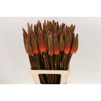 Freshy Kniphofia Alcazar