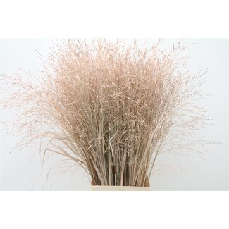 Freshy Panicum (siergras) Col Salmon