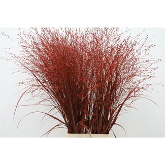 Freshy Panicum (siergras) Col Red