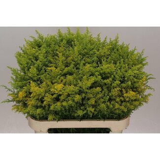 Freshy Solidago Tara