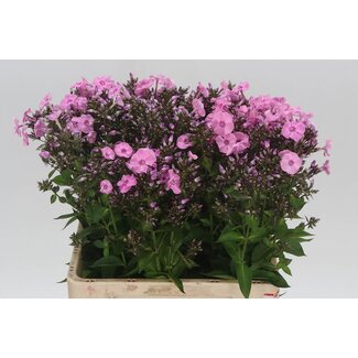 Freshy Phlox P Sweet Dance