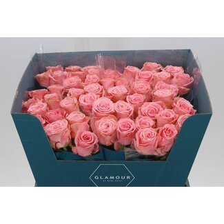 Freshy Rosa Sophia Loren Glamour