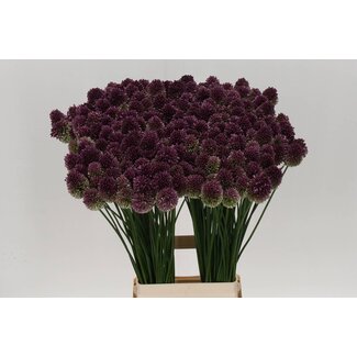 Freshy Allium Sphaerocephal