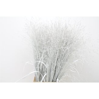 Freshy Panicum (siergras) Col White