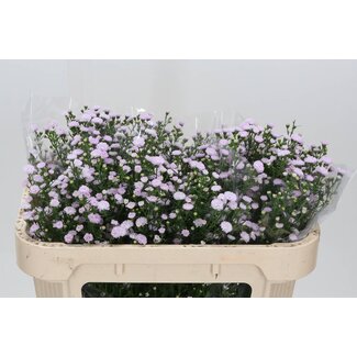 Freshy Aster Astee Mb Pin Pea