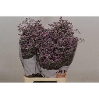 Freshy Limonium Saf Oshi Pink