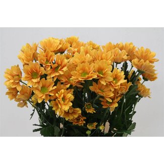 Freshy Chrysant T Orangina