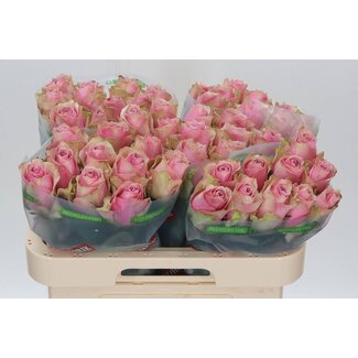 Freshy Rosa Athena Royale