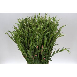 Freshy Gladiolus klein Elvira