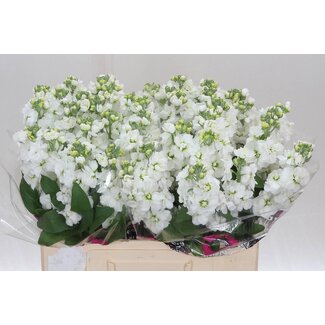 Freshy Violier Aida White