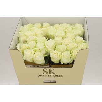Freshy Rosa Avalanche Koene White