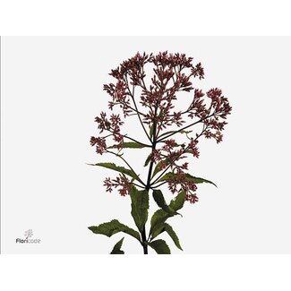 Freshy Eupatorium Purpureum
