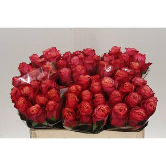 Freshy Rosa Bogart