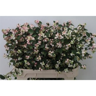Freshy Symphoricarpos Charm Fantasy Bio