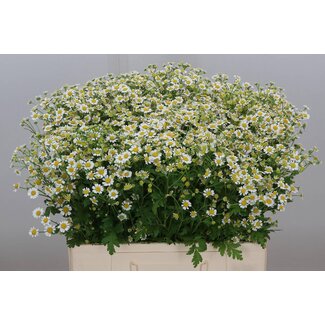 Freshy Tanacetum Pa Victory Enke Bio