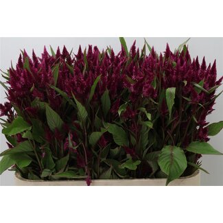 Freshy Celosia Celway Purple Bio