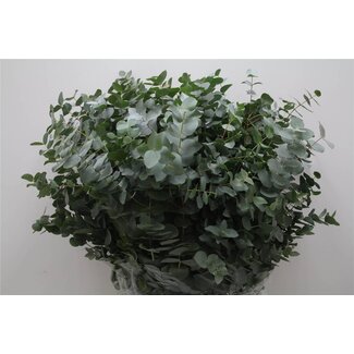 Freshy Eucalyptus Cinerea 300gr (p. bos)