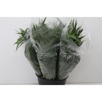 Freshy Eucalyptus Victoria Lancet 55cm 10 tak (p. bos)