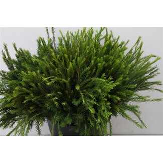 Freshy Melaleuca 55cm 10 tak (p. bos)