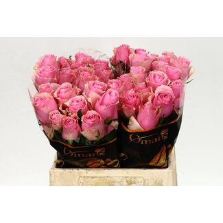 Freshy Rosa Celeb