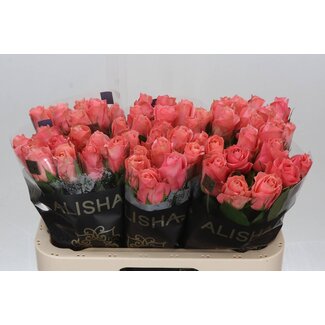 Freshy Rosa Feruza