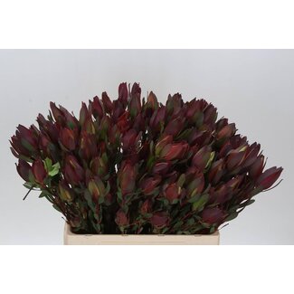 Freshy Leucadendron Senorita