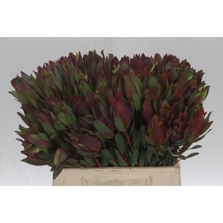 Freshy Leucadendron Senorita