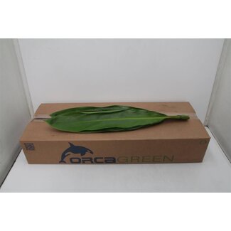 Freshy Cordyline Green Ti (p. bos)