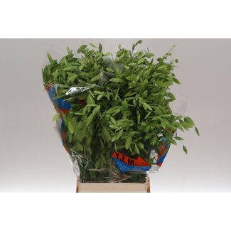 Freshy Chasmanthium Latifolium