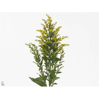 Freshy Solidago Golden Glory Bio