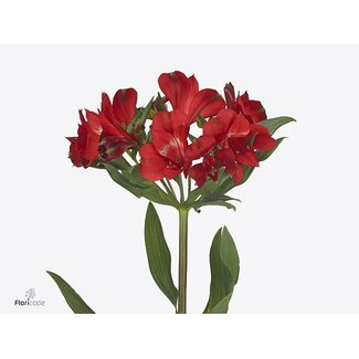 Freshy Alstroemeria Rockstar