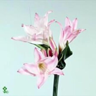 Freshy X Amarcrinum