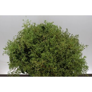 Freshy Ligustrum 400gr (p. bos)