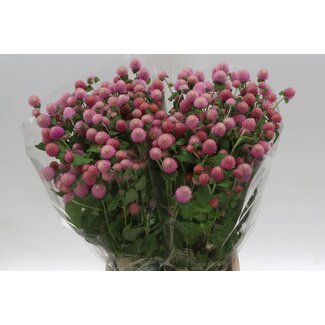 Freshy Gomphrena Pink
