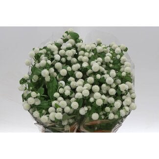 Freshy Gomphrena White