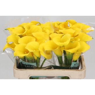 Freshy Zantedeschia Goldcup