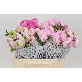 Freshy Ranunculus Eleg Pink