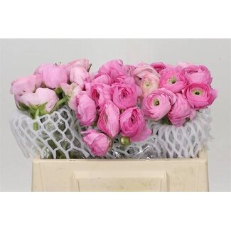 Freshy Ranunculus Eleg Pink