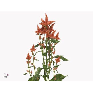 Freshy Celosia Celw Terracotta Bio