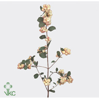 Freshy Symphoricarpos Charm Fantasy Bio