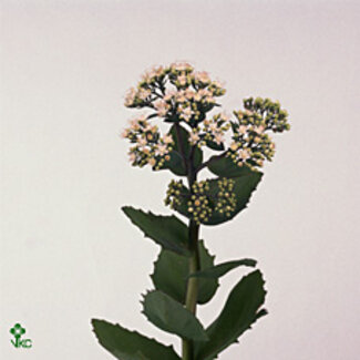 Freshy Sedum Matrona