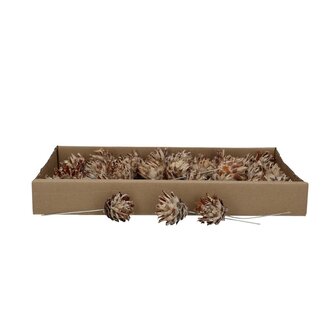 4A Plumosum Pinecone Pick | Colour: Grey Brown | Christmas Decoration | Per 40 picks