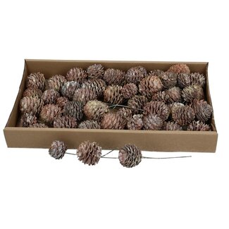 4A Gladrum Pinecone Picks | Colour: Natural White | Natural Autumn Decoration | Per 50 picks