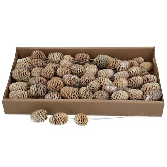 4A Sabulosum Pine Cones Pick | Colour: Grey Brown | Christmas Decoration | Per 80 picks