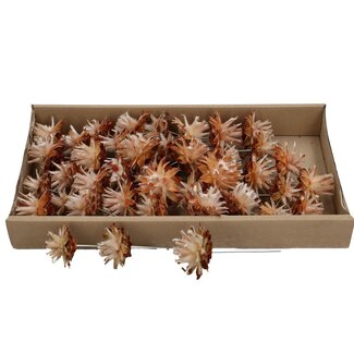 4A Plumosum Pinecone Picks | Colour: Brown White | Natural Autumn Decoration | Per 40 picks
