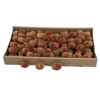 4A Sabulosum Pinecone Picks | Colour: Brown | Natural Autumn Decoration | Per 80 Pinecone Picks