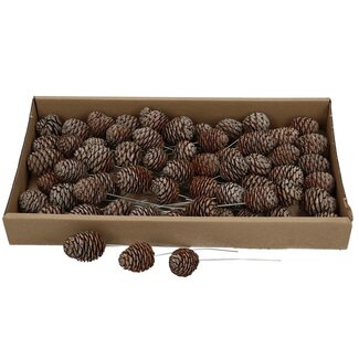 4A Muirii Pinecone Picks | Colour: Brown | Natural Autumn Decoration | Per 60 picks