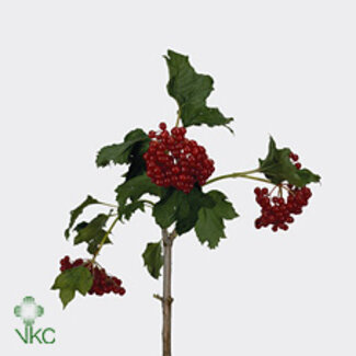 Freshy Viburnum op Compactum 4 Kop