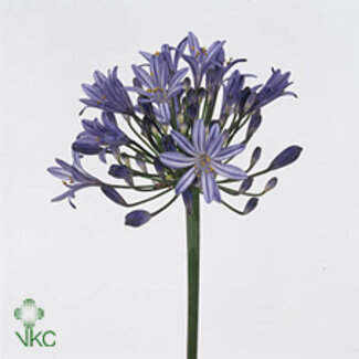 Freshy Agapanthus Atlantic Ocean Eijco