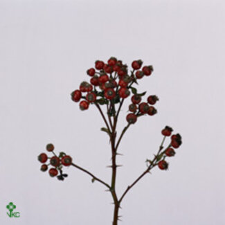 Freshy Rozenbottel Zaffiro 60cm